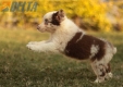 Border Collie Rojo Mirlo Bicolor Hembra #1127H48095.jpg