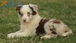 Club de agility Delta