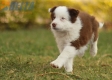 Border Collie Rojo Tricolor Macho #1127M28110.jpg