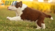 Border Collie Rojo Tricolor Macho #1127M28112.jpg