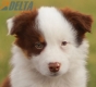 Border Collie Rojo Tricolor Macho #1127M28115.jpg