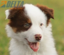 Club de agility Delta