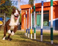 Club de agility Delta