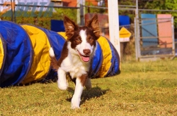 Club de agility Delta