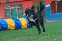 Club de agility Delta