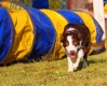 Border Collie Rojo Bicolor Hembra #343H410.jpg