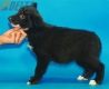 Border Collie Negro Bicolor Hembra #361H212.jpg