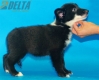 Border Collie Negro Bicolor Hembra #361H213.jpg