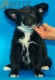 Border Collie Negro Bicolor Hembra #361H214.jpg