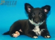 Border Collie Negro Bicolor Hembra #361H215.jpg