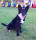 Border Collie Negro Bicolor Hembra #361H216.jpg