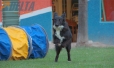 Border Collie Negro Bicolor Hembra #361H218.jpg