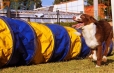 Border Collie Rojo Bicolor Hembra #343H32.jpg