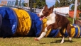 Border Collie Rojo Bicolor Hembra #343H33.jpg
