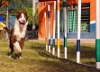 Border Collie Rojo Bicolor Hembra #343H35.jpg