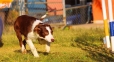 Border Collie Rojo Bicolor Hembra #343H46.jpg