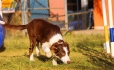 Border Collie Rojo Bicolor Hembra #343H47.jpg