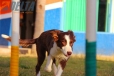 Border Collie Rojo Bicolor Hembra #343H48.jpg