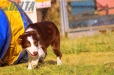 Border Collie Rojo Bicolor Hembra #343H49.jpg