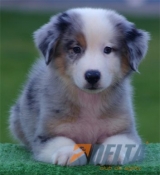 Club de Agility Delta
