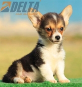 Club de Agility Delta