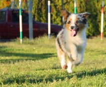 Club de Agility Delta