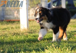 Club de Agility Delta
