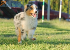 Club de Agility Delta