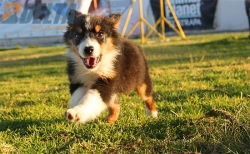 Club de Agility Delta