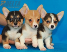 Club de Agility Delta