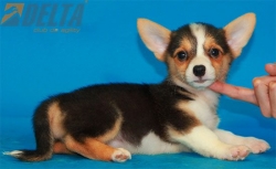 Club de Agility Delta