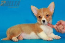 Club de Agility Delta