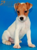 Club de Agility Delta