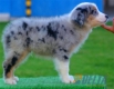Australan Shepherd Azul Mirlo Tricolor Macho #108M2118.jpg
