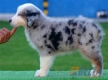 Australan Shepherd Azul Mirlo Tricolor Macho #108M2119.jpg