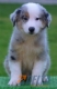 Australan Shepherd Azul Mirlo Tricolor Macho #108M2120.jpg