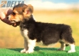 Welsh Corgi Pembroke Tricolor Hembra #172H2144.jpg