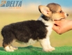 Welsh Corgi Pembroke Tricolor Hembra #172H2145.jpg