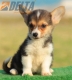 Welsh Corgi Pembroke Tricolor Hembra #172H2146.jpg