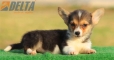 Welsh Corgi Pembroke Tricolor Hembra #172H2147.jpg