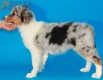 Australian Shepherd Azul Mirlo Tricolor Hembra #288H1211.jpg