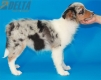 Australian Shepherd Azul Mirlo Tricolor Hembra #288H1212.jpg