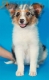 Australian Shepherd Azul Mirlo Tricolor Hembra #288H1213.jpg