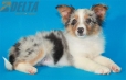 Australian Shepherd Azul Mirlo Tricolor Hembra #288H1214.jpg