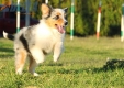 Australian Shepherd Azul Mirlo Tricolor Hembra #288H1215.jpg