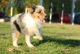Australian Shepherd Azul Mirlo Tricolor Hembra #288H1216.jpg