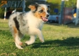Australian Shepherd Azul Mirlo Tricolor Hembra #288H1217.jpg