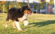 Australian Shepherd Negro Tricolor Macho #288M2218.jpg