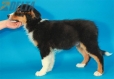 Australian Shepherd Negro Tricolor Macho #288M2219.jpg