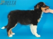 Australian Shepherd Negro Tricolor Macho #288M2220.jpg